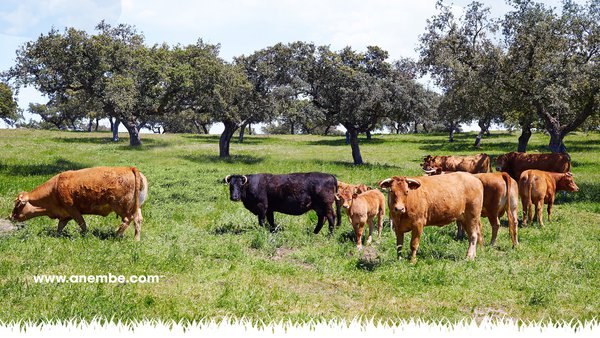 El VII Seminario Anembe de Vacuno Extensivo de Carne se celebrará en Cáceres los días 12 y 13 de noviembre
