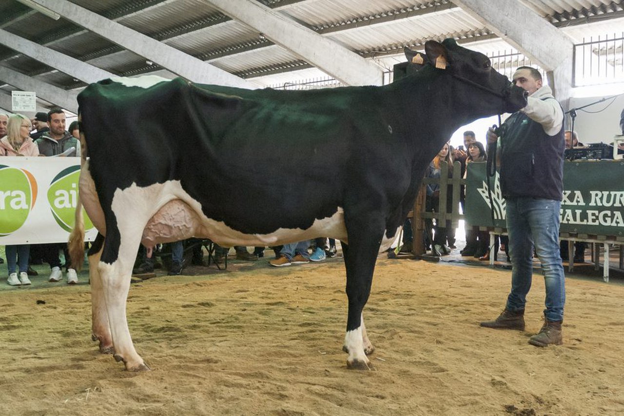 Esta filla de Torrel de segundo parto foi o animal máis cotizado na poxa de Chantada de 2020