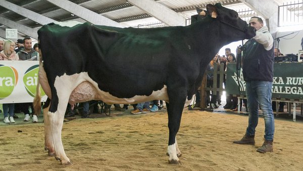 Esta filla de Torrel de segundo parto foi o animal máis cotizado na poxa de Chantada de 2020