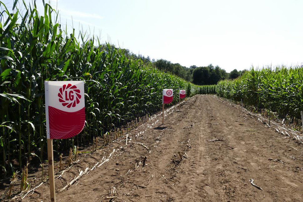 Limagrain busca en Galicia una persona para cubrir el puesto de delegado/a comercial