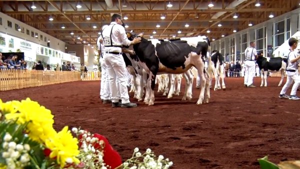 O show frisón dos Azores, xa en vídeo!