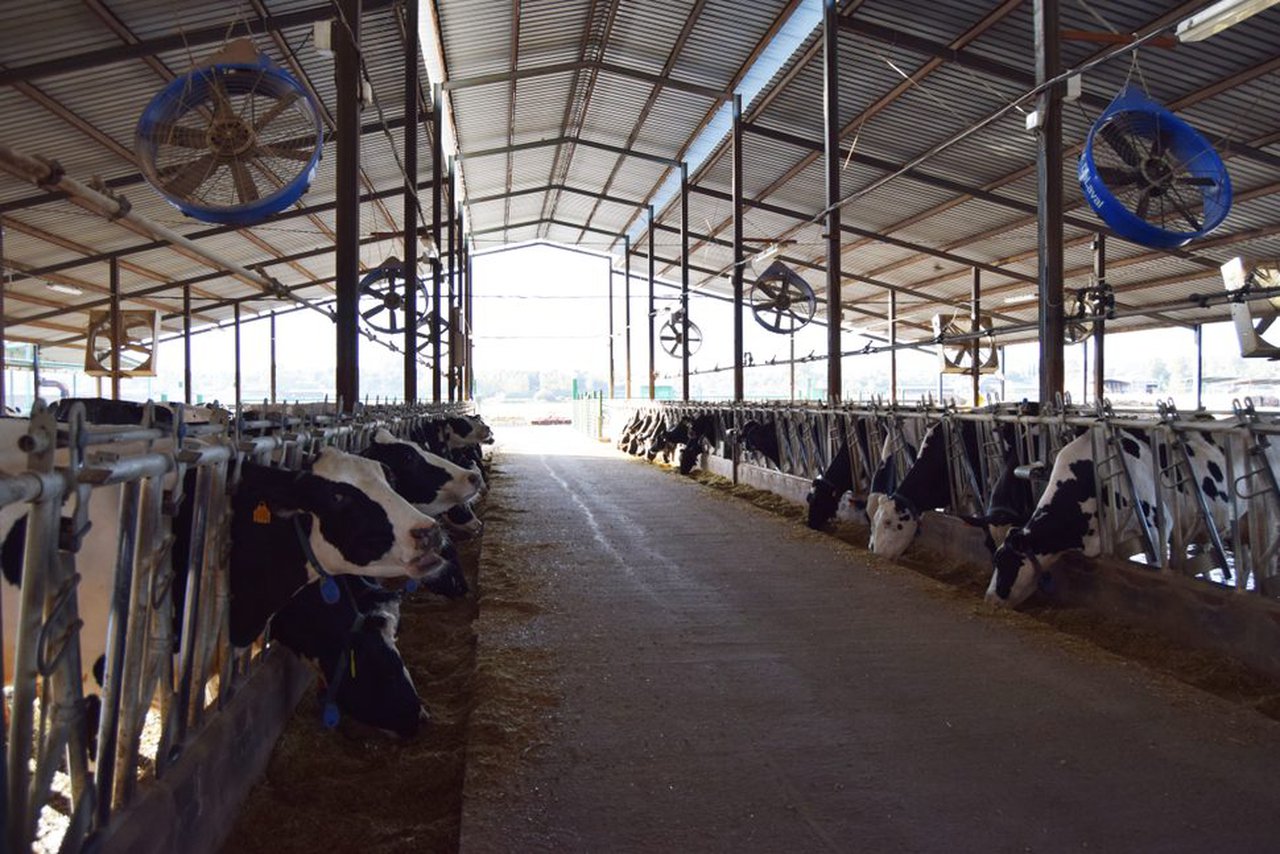 O arrefriado de vacas en explotacións robotizadas DeLaval
