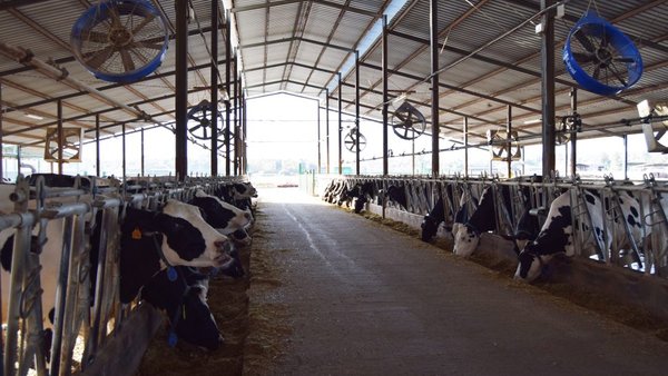 O arrefriado de vacas en explotacións robotizadas DeLaval