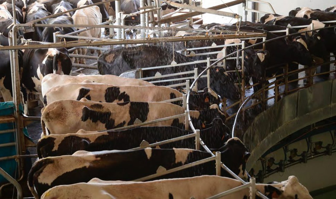 Manter boa fertilidade no verán tamén é posible en climas cálidos