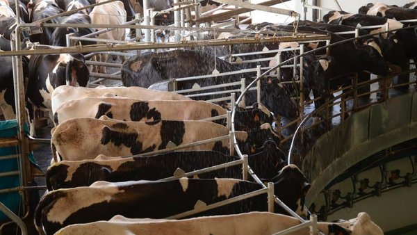 Manter boa fertilidade no verán tamén é posible en climas cálidos