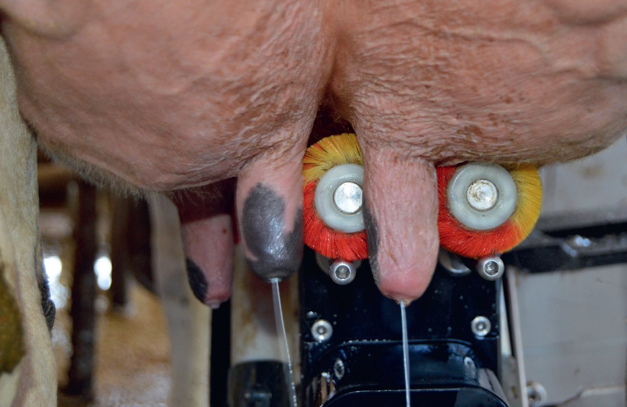 Entendendo a mastite en vacas leiteiras e o seu impacto na produción de leite