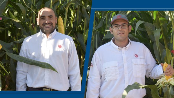 Semillas LG apuesta por la innovación y la adaptación en el maíz para la producción de leche