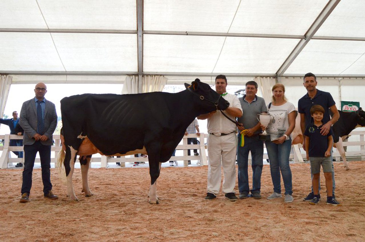 Tineo celebra esta fin de semana os seus concursos de gando
