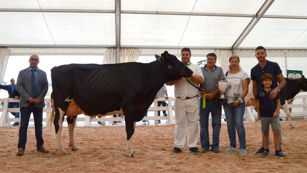 Tineo celebra esta fin de semana os seus concursos de gando