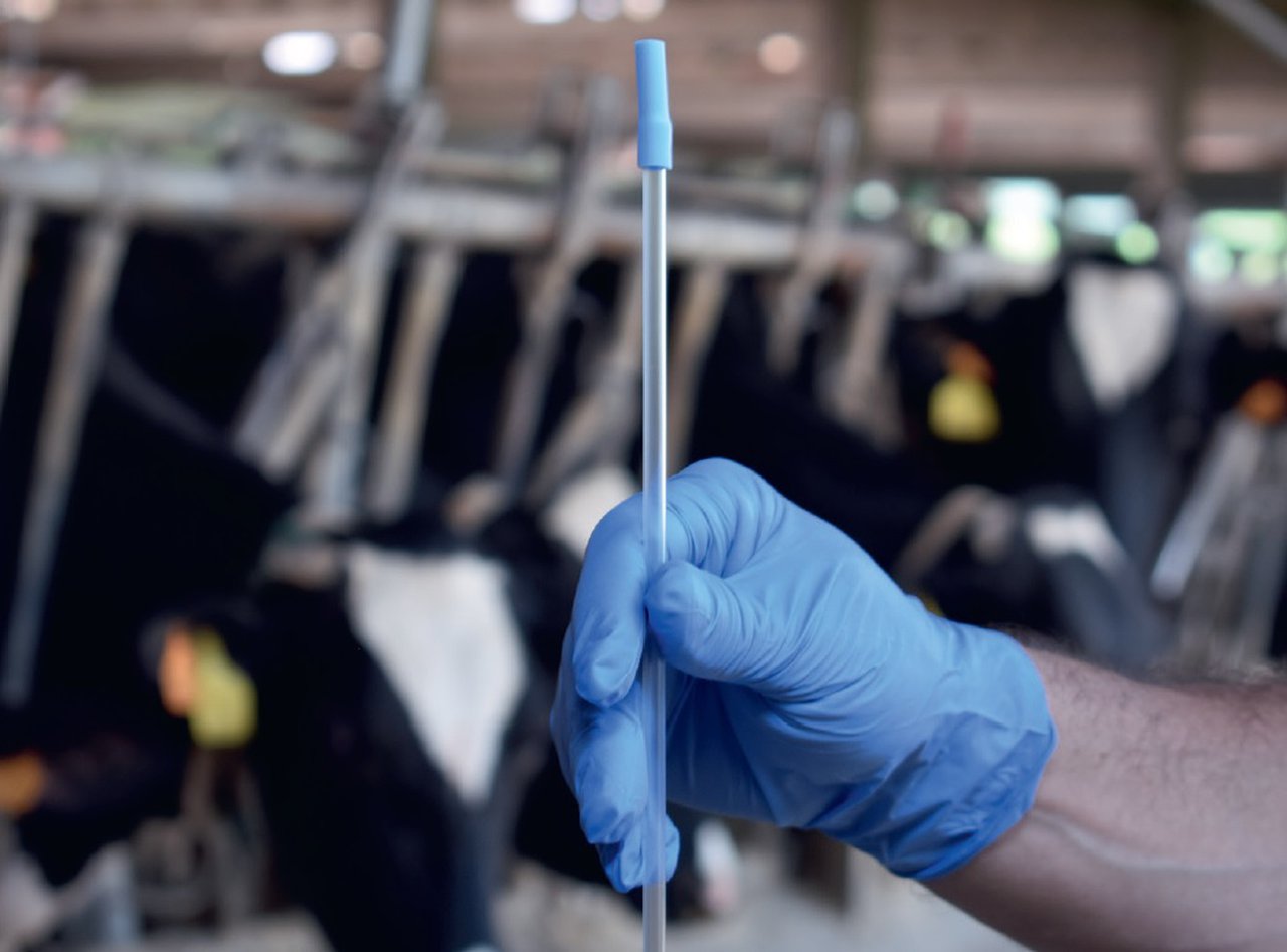 As ferramentas xenéticas mudaron o declive da fertilidade das vacas