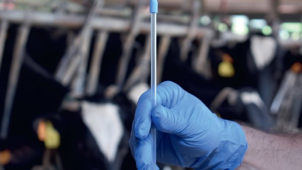 As ferramentas xenéticas mudaron o declive da fertilidade das vacas