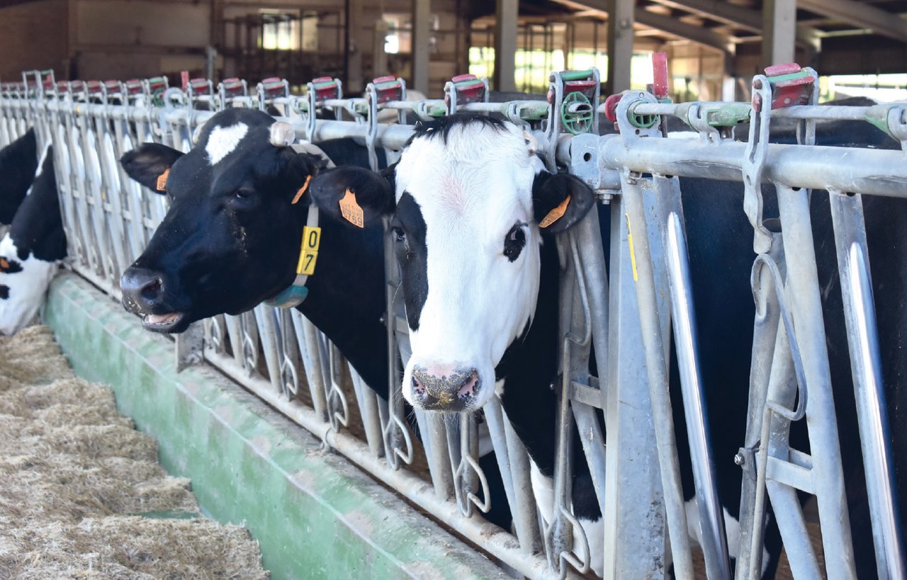 Pode ser o crossbreeding unha estratexia útil para a mellora dos índices reprodutivos, produtivos e económicos en rabaños leiteiros comerciais?