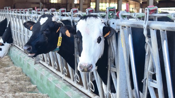 Pode ser o crossbreeding unha estratexia útil para a mellora dos índices reprodutivos, produtivos e económicos en rabaños leiteiros comerciais?