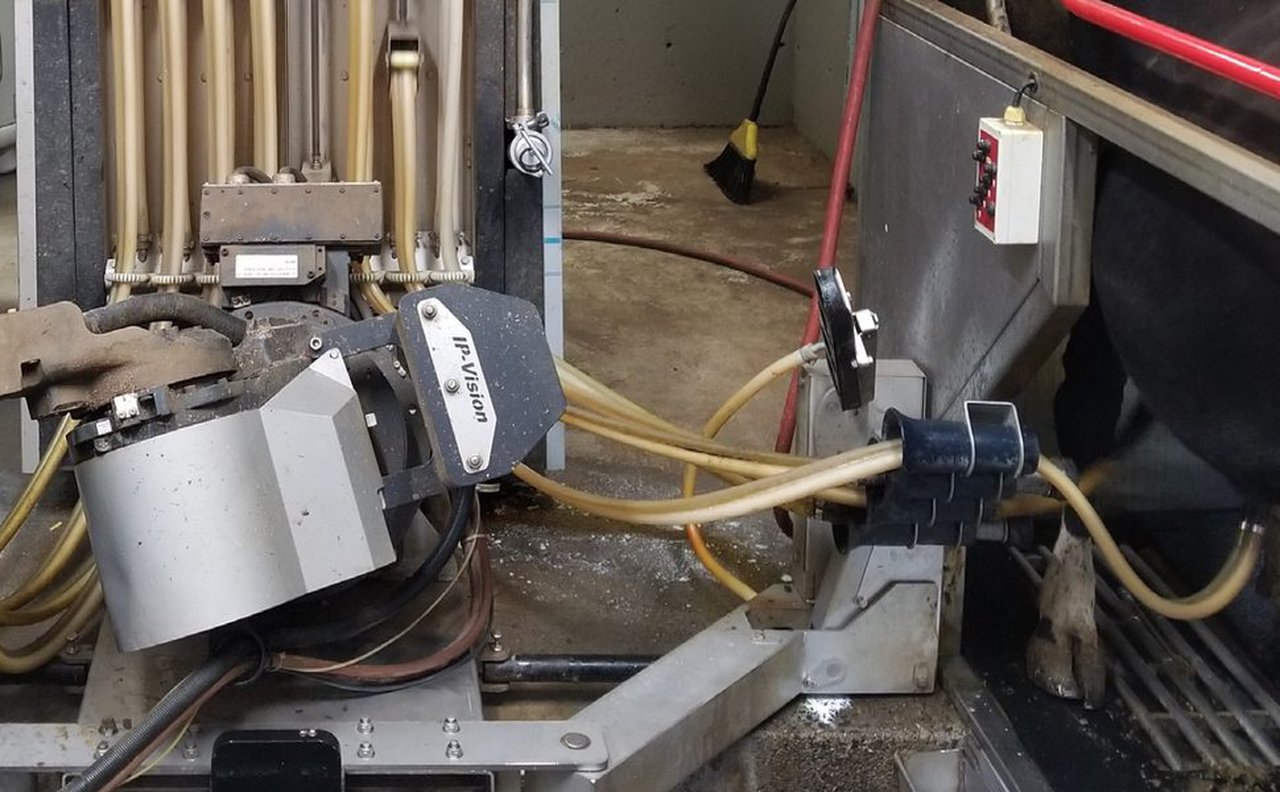 Prevención de coxeiras en granxas con muxido robotizado