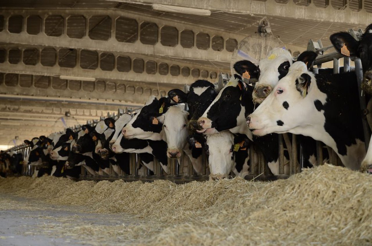 Arrefriado de vacas en granxas robotizadas: o caso da gandería italiana Bandioli