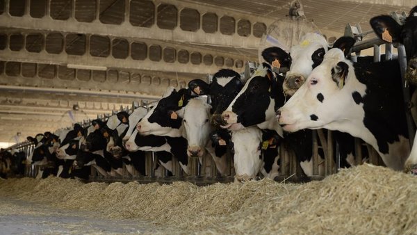 Arrefriado de vacas en granxas robotizadas: o caso da gandería italiana Bandioli