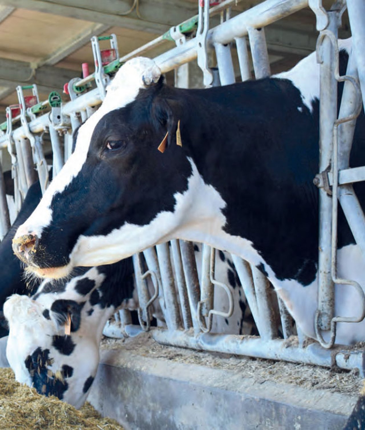 Levaduras en el rumen: vivas, inactivadas... ¿Importa?