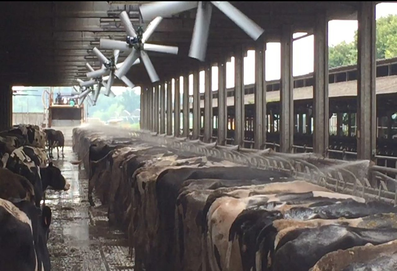 La alta producción de leche no es sinónimo de una menor fertilidad en condiciones de estrés por calor