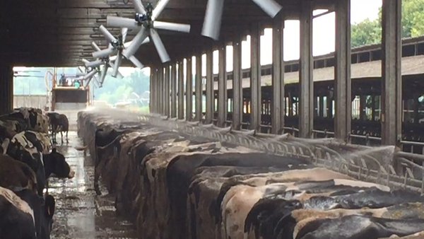 La alta producción de leche no es sinónimo de una menor fertilidad en condiciones de estrés por calor