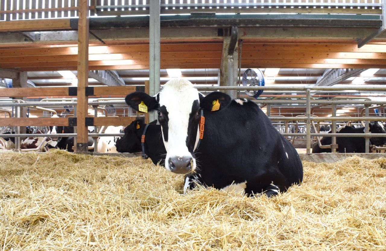 Instalacións e benestar nas vacas secas: a súa influencia na produción