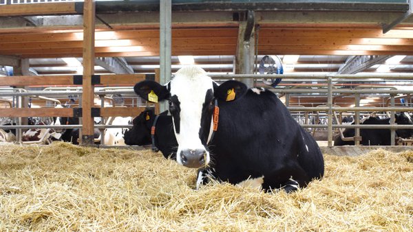 Instalacións e benestar nas vacas secas: a súa influencia na produción