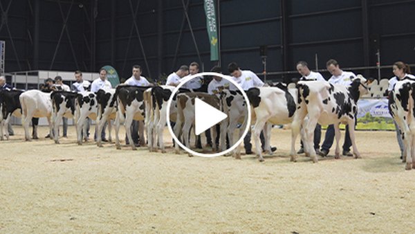Empeza a retransmisión do concurso frisón de Asturias