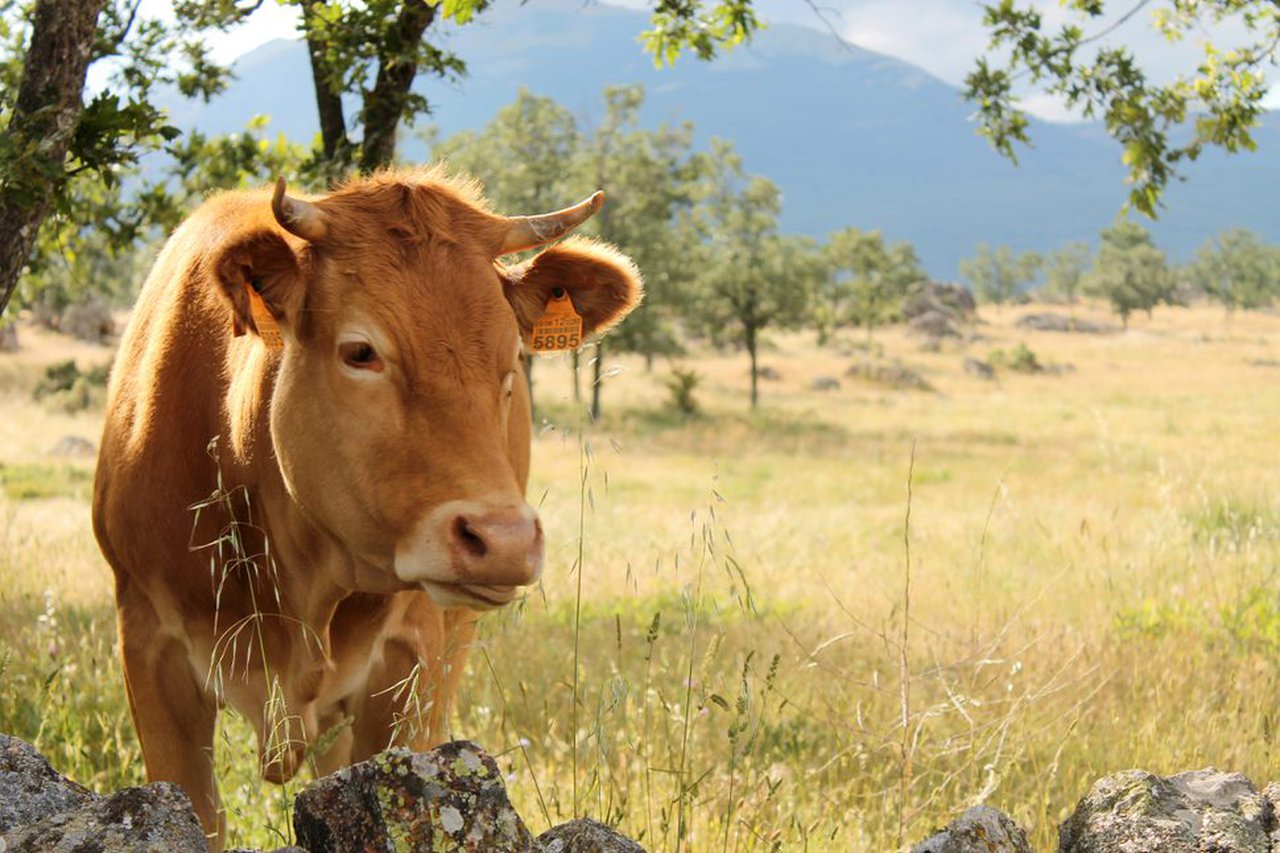 Provacuno reivindica o papel das "vacas-bombeiro" para eliminar biomasa inflamable