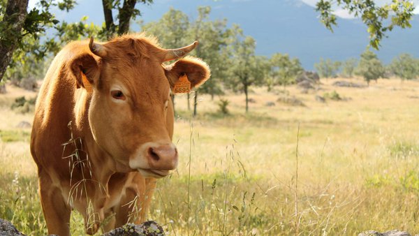 Provacuno reivindica o papel das "vacas-bombeiro" para eliminar biomasa inflamable