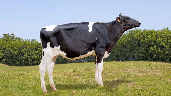 Badiola Brash Silvia 9476, tamén á venda mañá