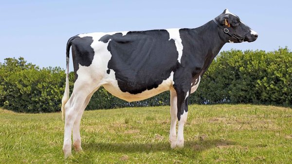 Badiola Defiant Megatola, á venda o vindeiro 11 de agosto