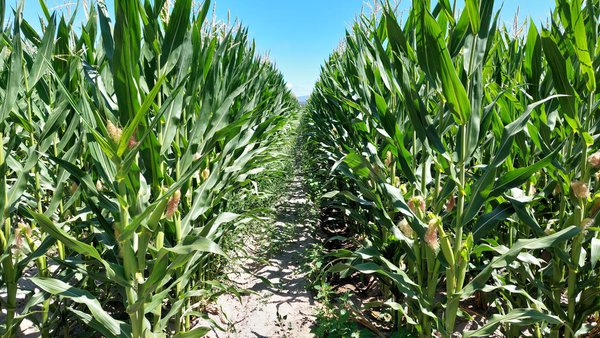 Vizura® de BASF, una herramienta pensada para mejorar la eficiencia del nitrógeno del purín