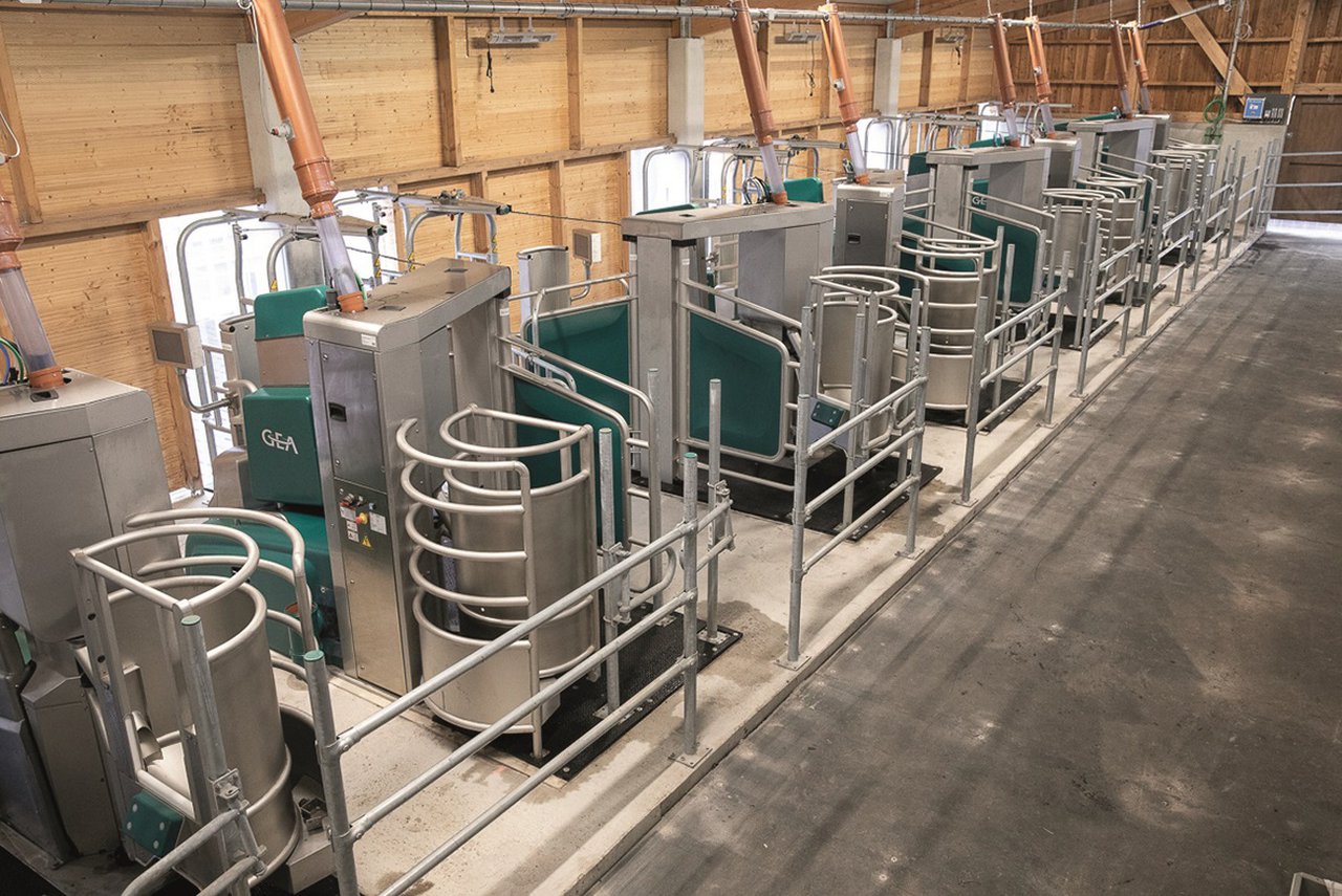 O primeiro Batch Milking de GEA en Galicia con oito robots, en camiño