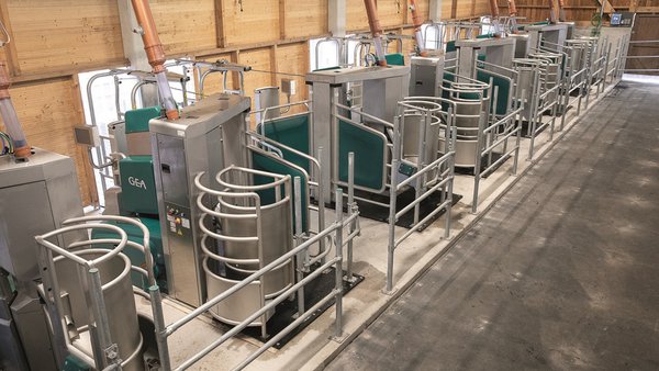 O primeiro Batch Milking de GEA en Galicia con oito robots, en camiño