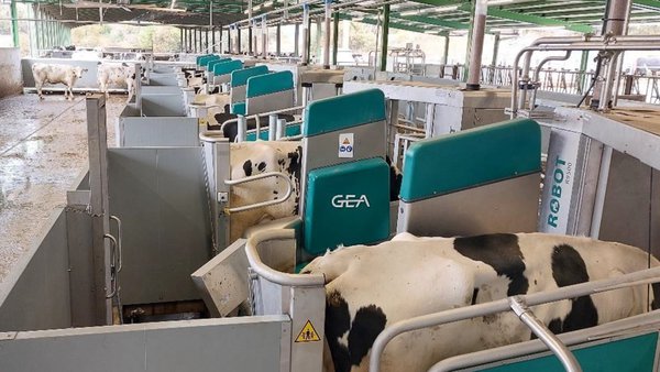 GEA sumó en enero tres nuevos proyectos de ordeño por lotes en la península