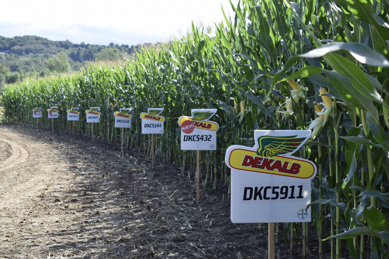 Bayer busca asesor agronómico para a provincia de Lugo