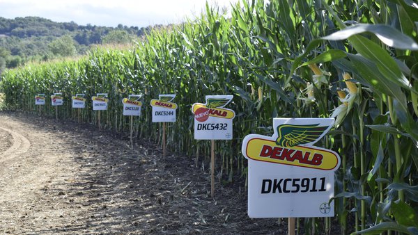 Bayer busca asesor agronómico para la provincia de Lugo