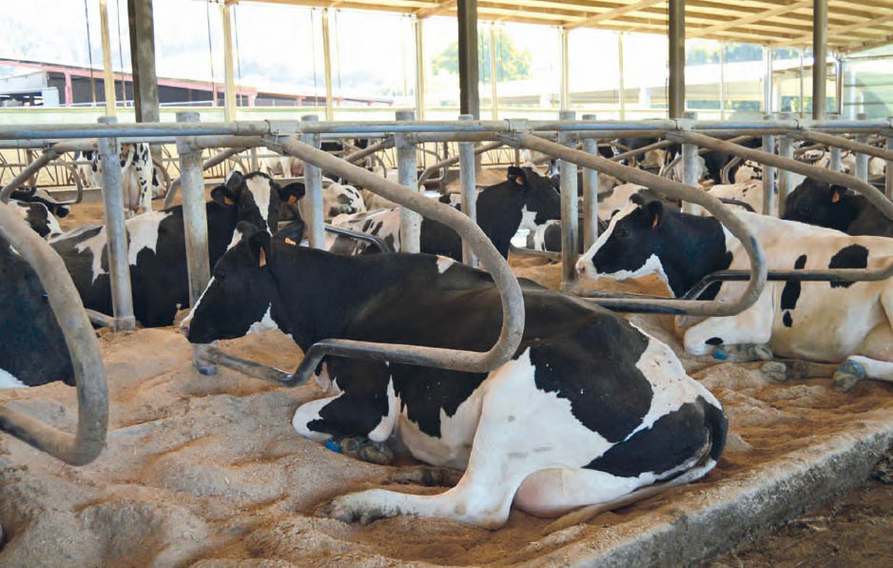 Benestar animal: a importancia dos cubículos