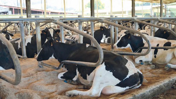 Benestar animal: a importancia dos cubículos