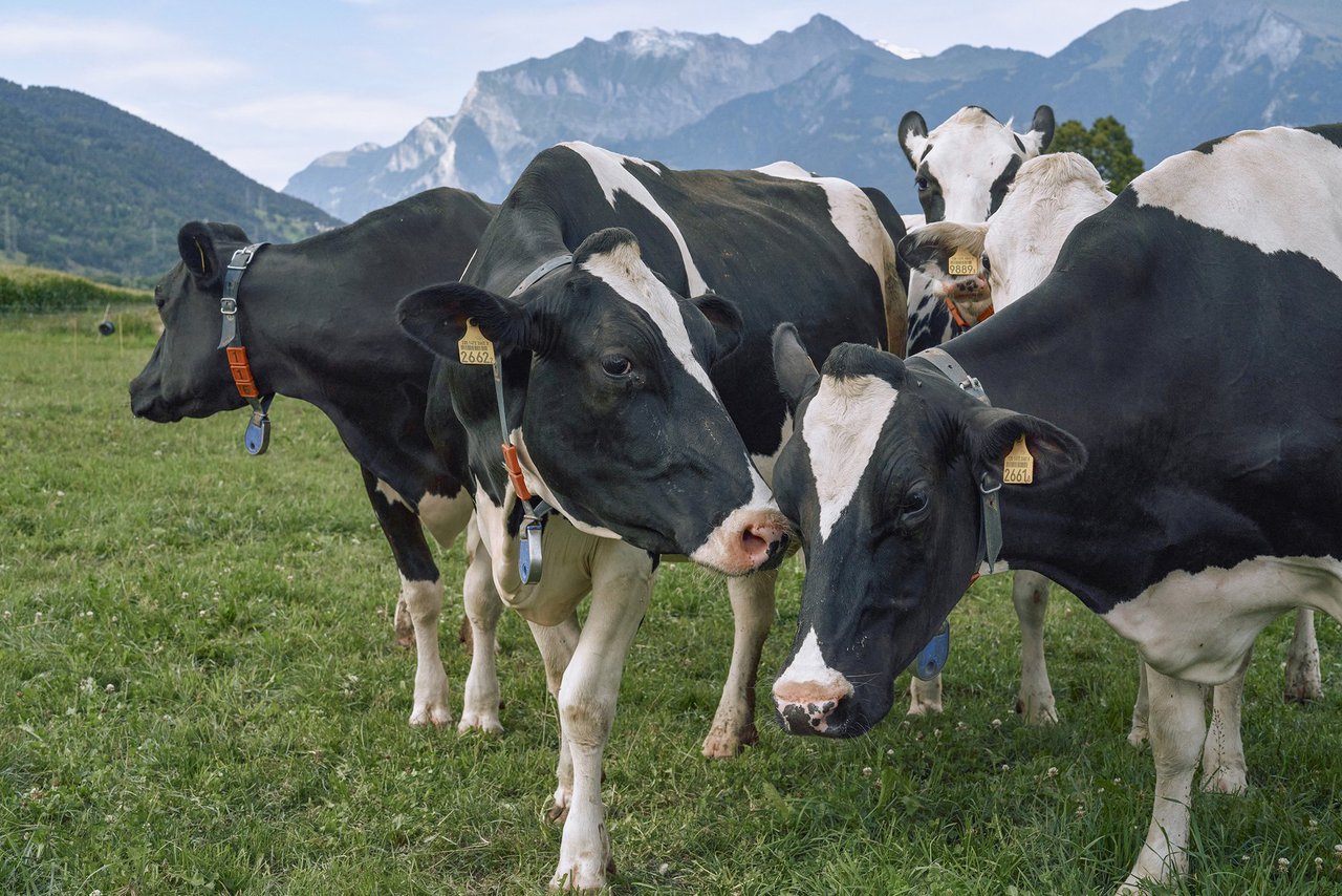 Boehringer Ingelheim lanza la 5.ª edición de los premios BVDZero