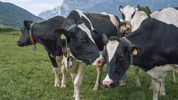 Boehringer Ingelheim lanza a 5.ª edición dos premios BVDZero