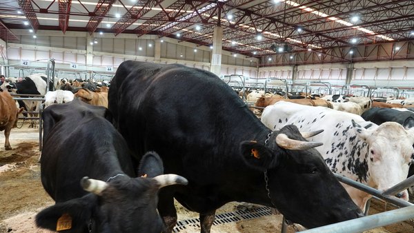 La Central Agropecuaria de Galicia Abanca vivió un récord histórico en el precio de un ejemplar de vacuno mayor al alcanzar los 10.498 €