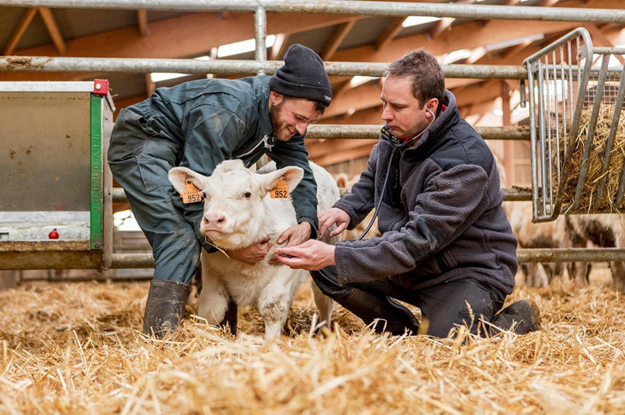 A Comisión Europea autoriza a comercialización da vacina viva BOVILIS® Nasalgen®-C para bovinos de MSD Animal Health