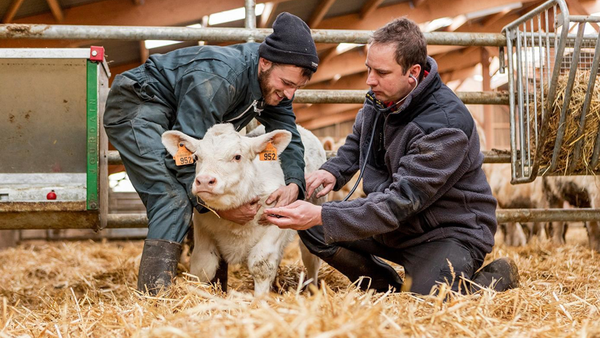 A Comisión Europea autoriza a comercialización da vacina viva BOVILIS® Nasalgen®-C para bovinos de MSD Animal Health