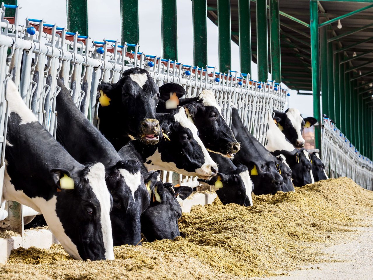 A polpa de oliva reduce os custos de alimentación e mellora a graxa do leite e da carne