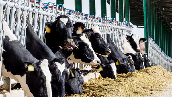A polpa de oliva reduce os custos de alimentación e mellora a graxa do leite e da carne