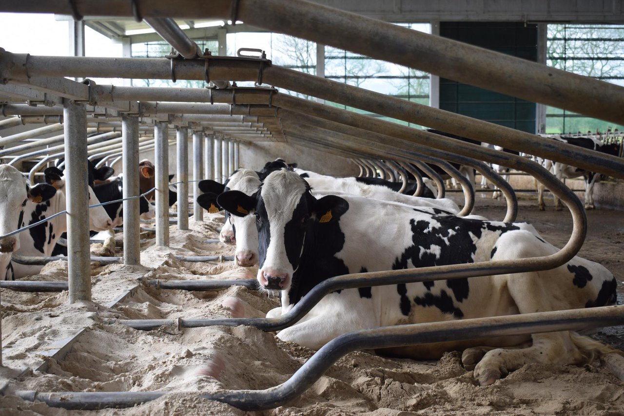 El precio medio de la leche se mantiene en mayo