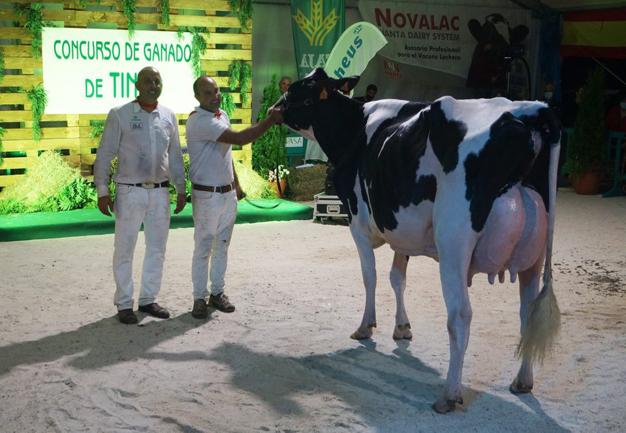 Coto 1st Grade Tiffany imponse en Tineo