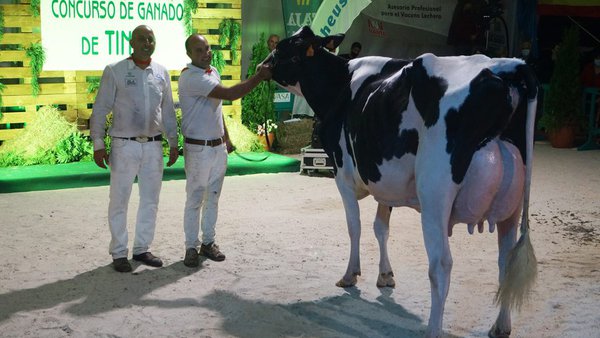 Coto 1st Grade Tiffany imponse en Tineo