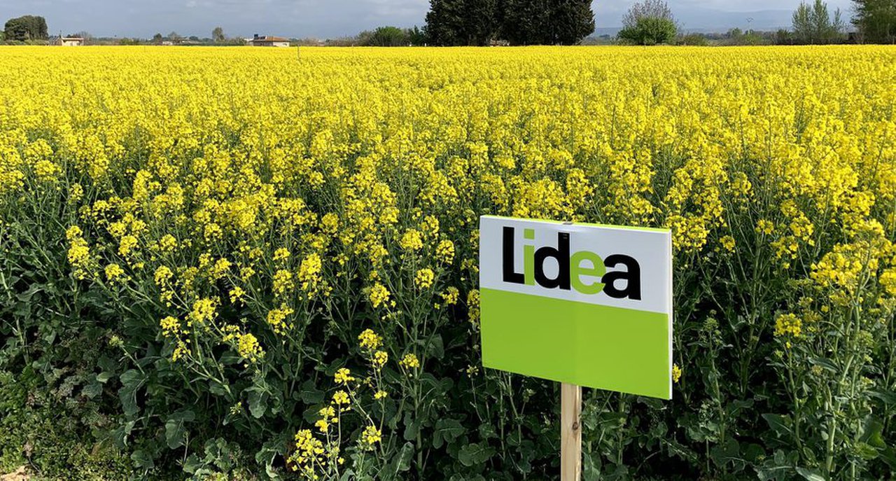Lidea lanza dúas marcas comerciais: Lidea e Caussade Semences Pro