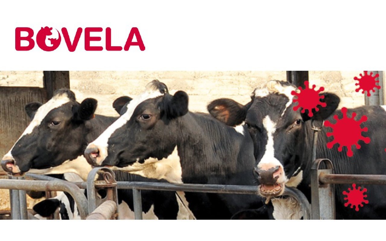 Tertulia on-line sobre BVD organizada por Boehringer Ingelheim